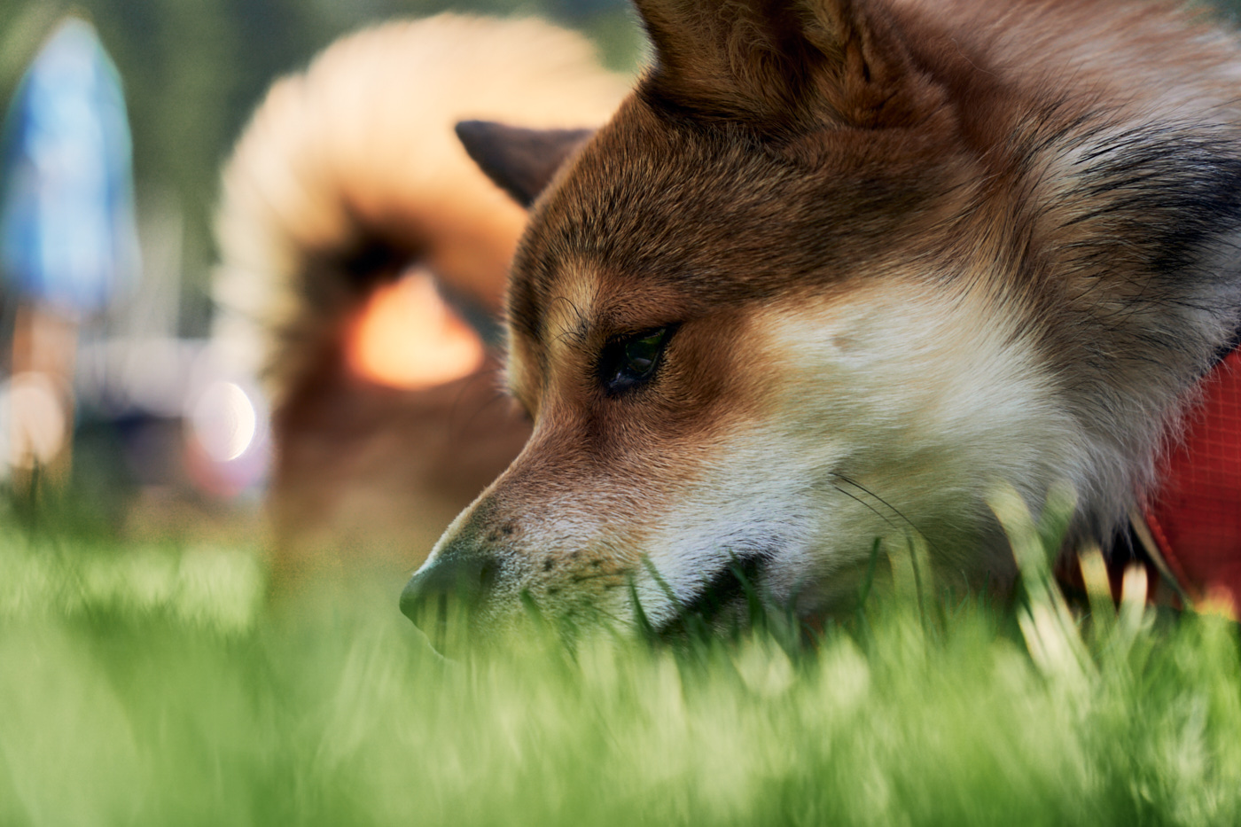 Day Trip To Bowen Island In The Summer day-trip-to-bowen-island-in-the-summer