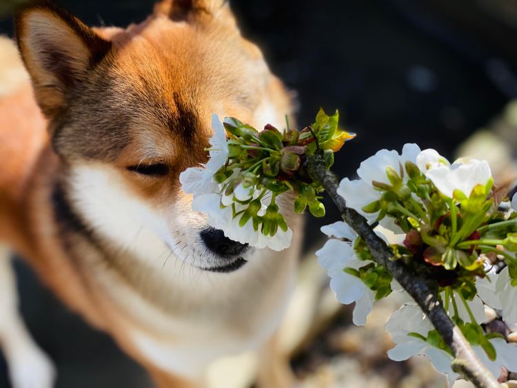 Cherry Blossom