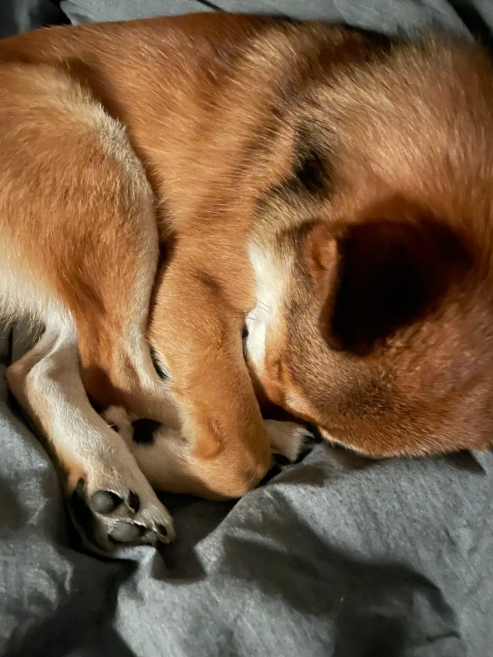 💤
