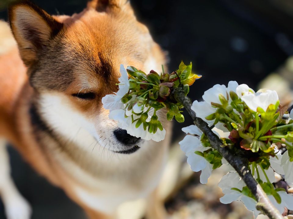 Cherry Blossom