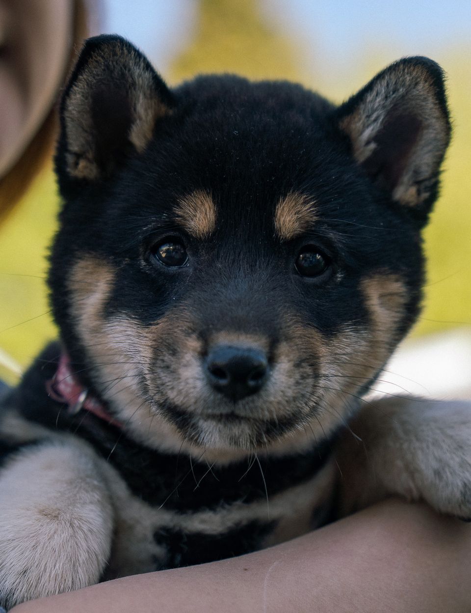 Hello World, My Name is Moka