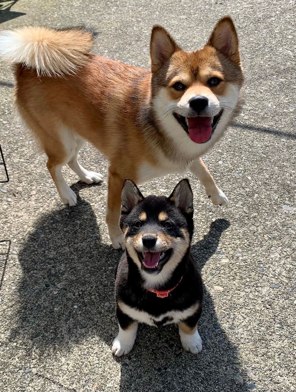 Happy Doggos