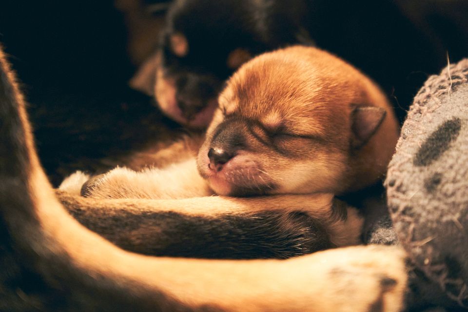 New life